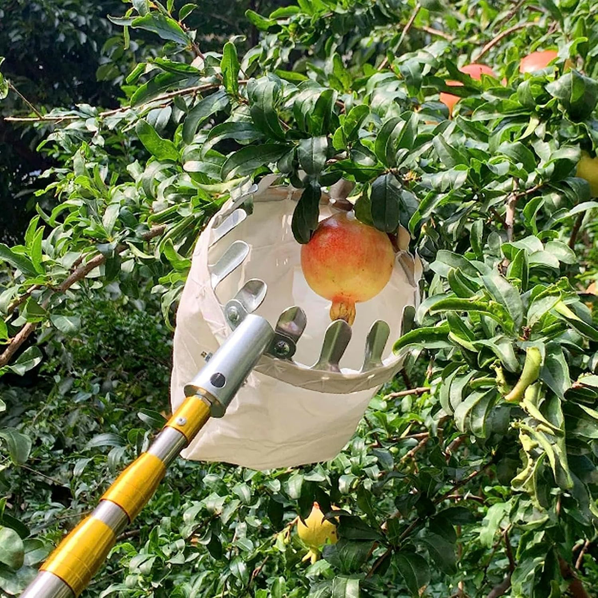 Fruit Picker